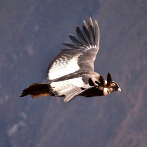 Chonta-Cañon-del-Condor-Cusco