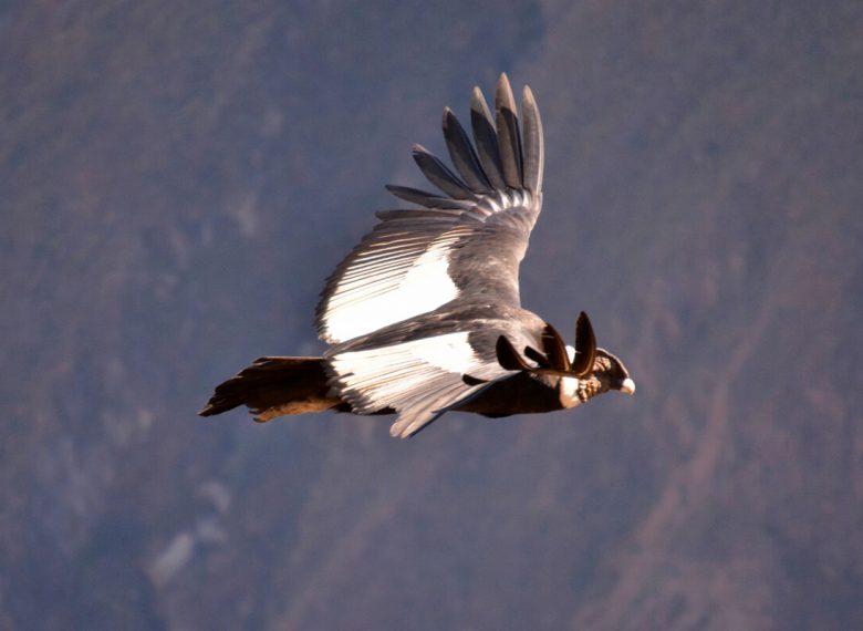 Agencia de Viajes y Turismo